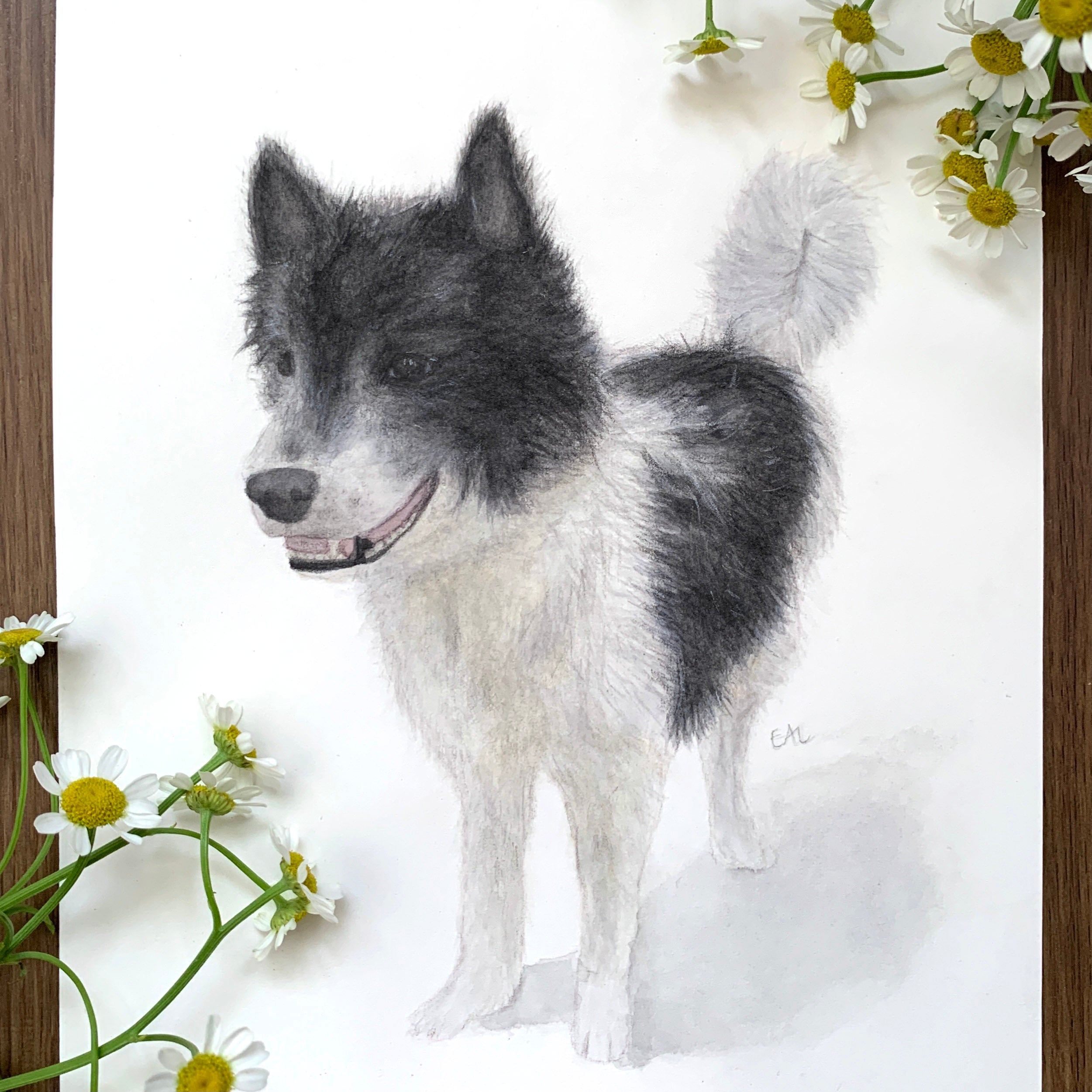 Watercolour pet portrait painting commissions