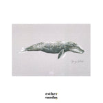 Load image into Gallery viewer, Deep Dwellings Whale Postcards
